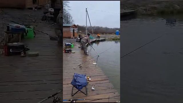 Очередная поимка Форели на спиннинг смотреть онлайн