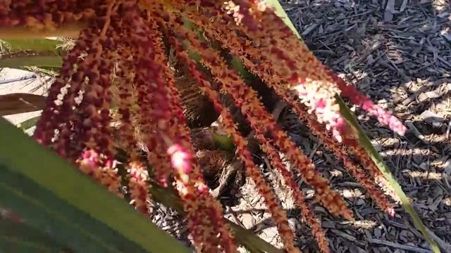 Pindo palm.Пальма Пиндо(желейная пальма)06. 03. 2018. смотреть онлайн