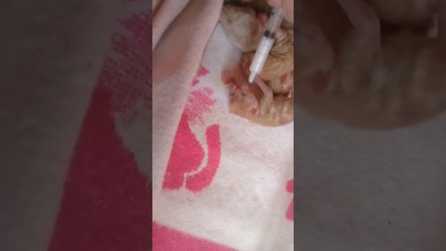 Кошка экзот родила 5 котят смотреть онлайн