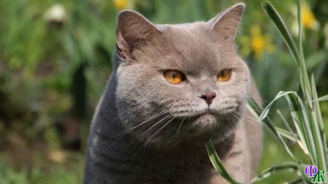 «А они забавные!» Вернувшись в город, Макс лежал на диване и вспоминал жизнь в деревне и своих дете смотреть онлайн