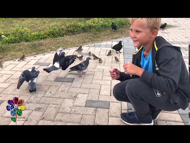 Голуби едят с руки. Смелые голуби из Нижнего Новгорода. Кормим птиц с ладошки. смотреть онлайн