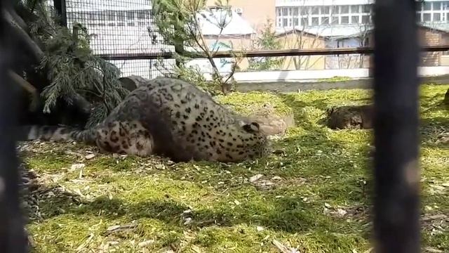 В Челябинском зоопарке снежный барс без посетителей мхом покрылся смотреть онлайн