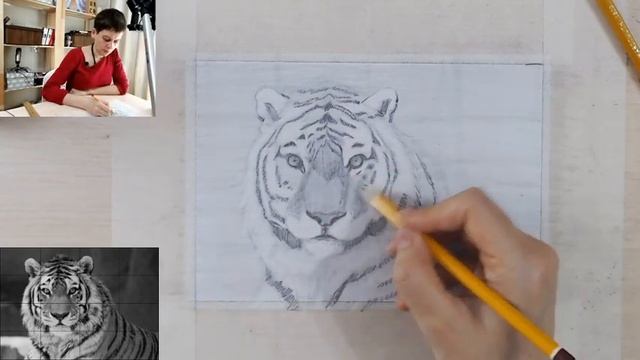 Как нарисовать тигра карандашом смотреть онлайн