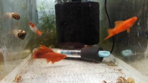 Финал лечения меченосцев.