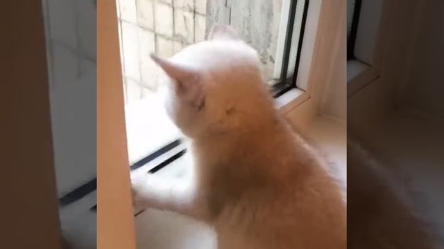 Британская шиншилла серебристая смотреть онлайн