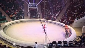 Лошади. Цирк