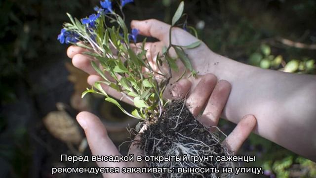 Лобелия посадка и уход на садовом участке смотреть онлайн