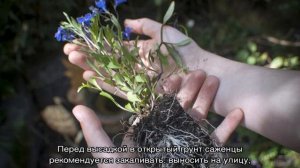 Лобелия посадка и уход на садовом участке