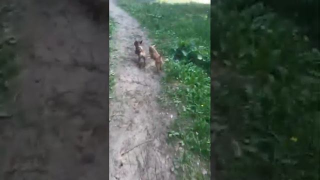 #собакадругчеловека смотреть онлайн