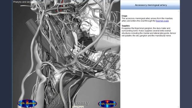 Accessory meningeal artery | Arteries of head and neck | 3D Human Anatomy | Organs смотреть онлайн