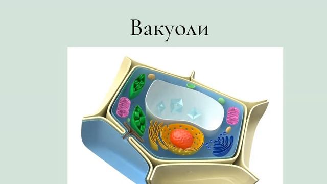 Цитоплазма и органоиды клетки смотреть онлайн