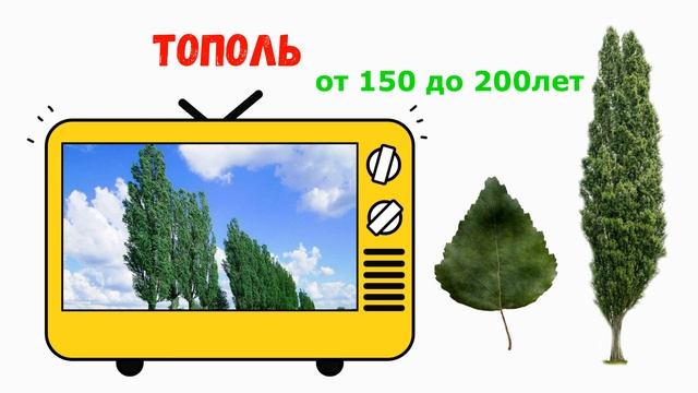 Сколько Живут ДЕРЕВЬЯ? Дикорастущие деревья развивающее видео