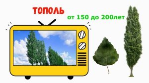 Сколько Живут ДЕРЕВЬЯ? Дикорастущие деревья развивающее видео