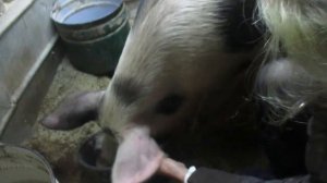 Вызвал ветеринара.Что делать если свиноматка упала на ноги  не встает.Семья в деревне.