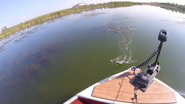 Insane TOPWATER White Bass Fishing! (CATCH CLEAN COOK) смотреть онлайн
