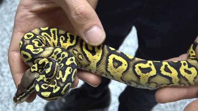 2 New Crazy Pick Ups! Ball Python Clutch Number 9! смотреть онлайн
