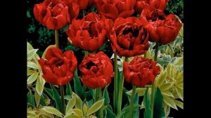 Первоцветы, тюльпаны, украшаем дом ранней весной, луковичные в горшках.