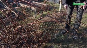 Как обрезать ежевику весной?