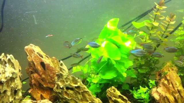 Melanotaenia Praecox (Dwarf Neon Rainbowfish)