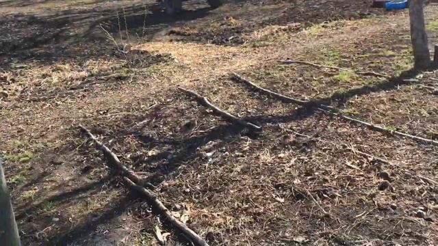 Удобство высокого штамба ореха. Обрезка ореха