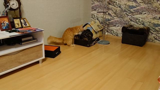 Сэм первый начал. Коты подрались) смотреть онлайн