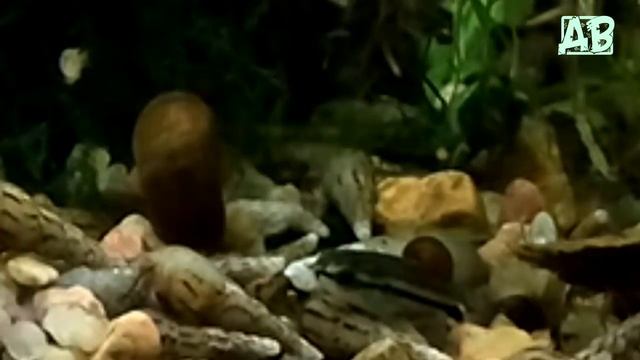 СОМИК КОРИДОРАС ПИГМЕЙ! СОДЕРЖАНИЕ, РАЗВЕДЕНИЕ В АКВАРИУМЕ! CORYDORAS PYGMAEUS смотреть онлайн