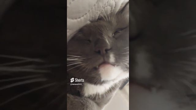 каждому бы такое утро #утродоброе#утро#cat #рекомендации #shortsvideo смотреть онлайн