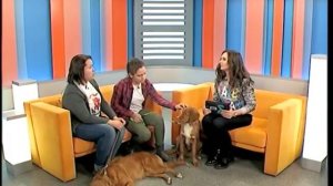 НОВОШОТЛАНДСКИЙ РЕТРИВЕР