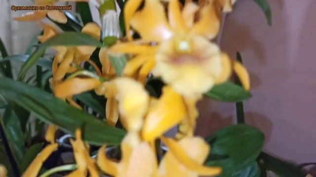 Цветение орхидей. Удовольствие для глаз. Релакс. смотреть онлайн