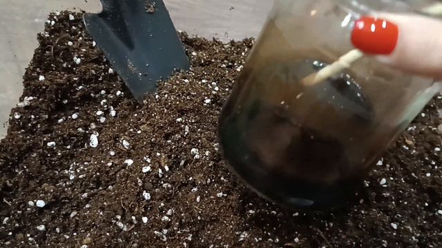 Готовим субстрат из Агробалта для посева многолетников. смотреть онлайн