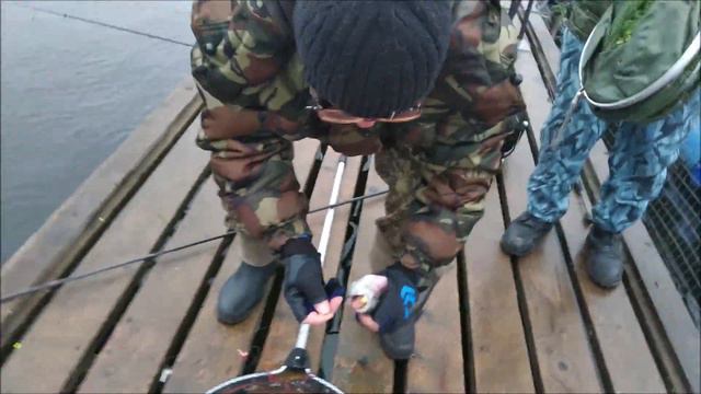 Клевое место д.Савельево.Поимки форели второй сектор. смотреть онлайн