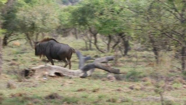 Savana Game Lodge смотреть онлайн