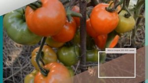 Томат Лев Толстой F1 - описание сорта