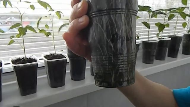 Применение ретардантов на рассаде смотреть онлайн