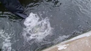 зарыбление пруда форелью ,продаются мальки форели 35гр цена 28сом