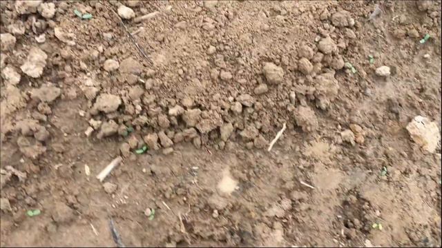 ГАЙД ПО ПОСАДКЕ ОГУРЦА! КАК ПРАВИЛЬНО РАСТИТЬ ОГУРЕЦ смотреть онлайн