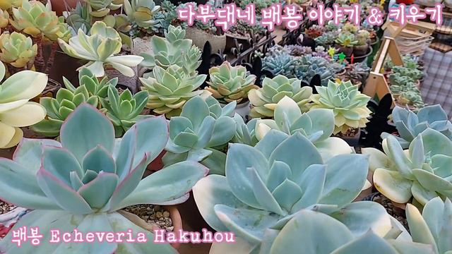 너무 예쁜 백봉! 군생도 외두도, 교배종도 다 예쁨 ! 다부댁네 백봉 이야기 & 백봉 키우기 : Echeveria Hakuhou смотреть онлайн