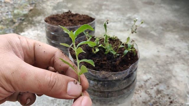 How to propagate more Stevia plant, faster and easy to grow. (Self watering plastic bottle) смотреть онлайн