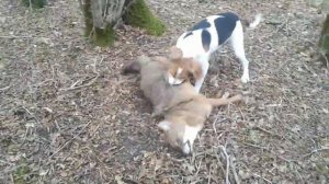 Охота с эстонской гончей.