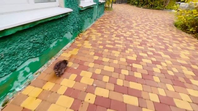 Енот Шурик на прогулке, как на него реагируют ДРУГИЕ ЖИВОТНЫЕ?! смотреть онлайн