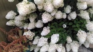 Гортензии в моем саду. Полярный медведь и другие.