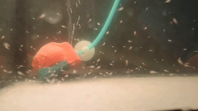 Данио рерио розовые мальки 2 недели от икры смотреть онлайн