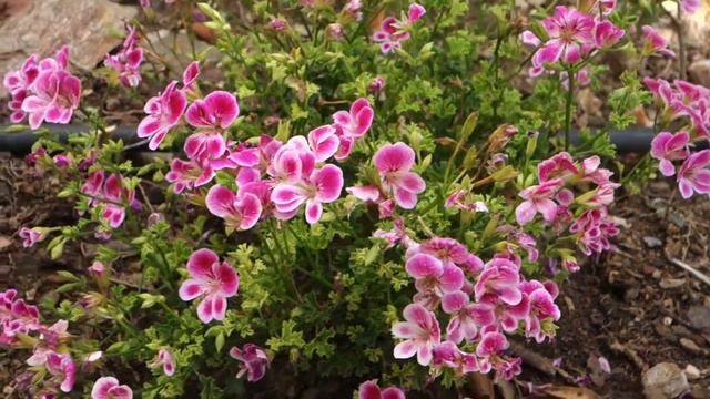 GÉRANIUM ODORANT, Pelargonium Crispum