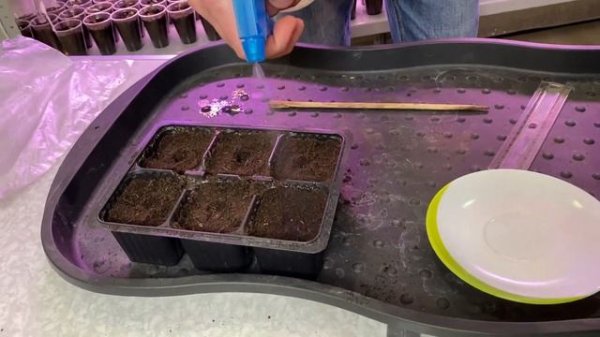 Рассада Сальвии из семян. Как и когда сажать Сальвию.