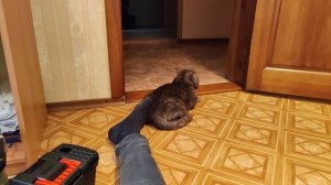 Электроснегокат за 8000 рублей. Сборка своими руками.