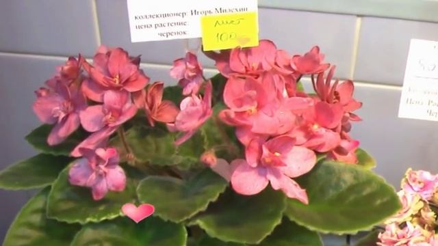 Миниатюры на выставке (Дом Фиалки на Пятницкой) смотреть онлайн