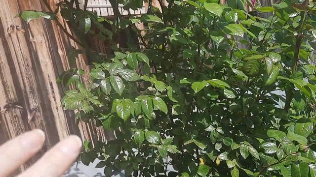 ? Дизайнерская опора для РОЗЫ своими руками.? Июньские работы в саду. смотреть онлайн