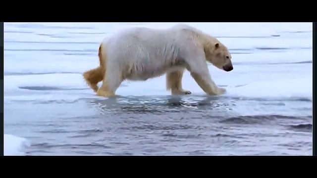 Белый медведь - король Арктики смотреть онлайн