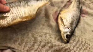 Как пересушенную  ТАРАНКУ сделать мягкой/простой способ