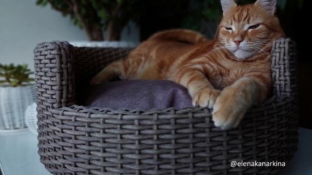 Лежанки из ротанга.